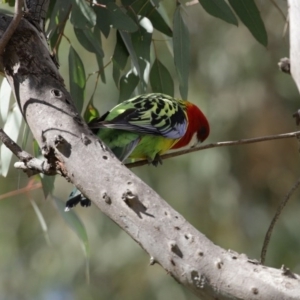 Platycercus eximius at Macarthur, ACT - 5 Sep 2020 12:45 PM