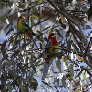 Platycercus eximius at Macarthur, ACT - 5 Sep 2020 12:45 PM