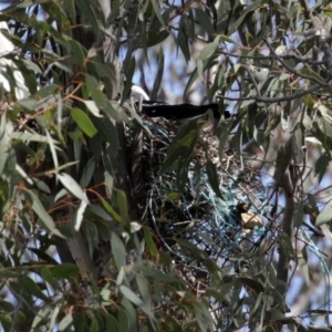 Gymnorhina tibicen at Macarthur, ACT - 5 Sep 2020