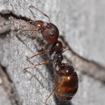 Myrmecorhynchus emeryi (Possum Ant) at ANBG - 28 Aug 2020 by TimL