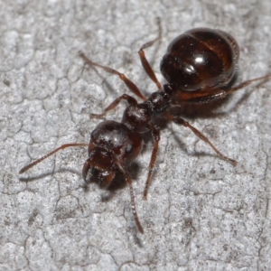 Myrmecorhynchus emeryi at Downer, ACT - 28 Aug 2020