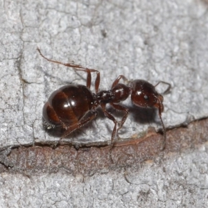 Myrmecorhynchus emeryi at Downer, ACT - 28 Aug 2020