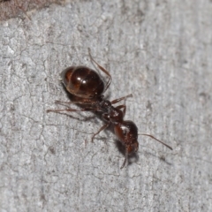 Myrmecorhynchus emeryi at Downer, ACT - 28 Aug 2020