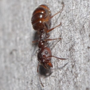 Myrmecorhynchus emeryi at Downer, ACT - 28 Aug 2020