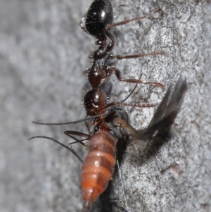 Myrmecorhynchus emeryi at Downer, ACT - 28 Aug 2020