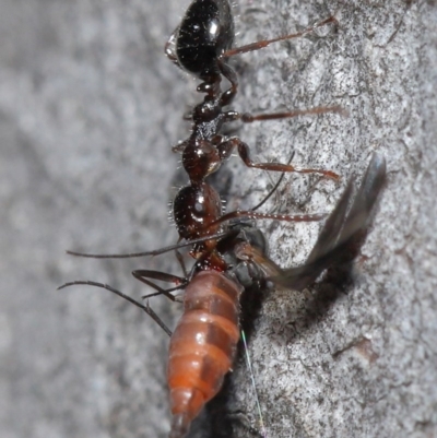 Myrmecorhynchus emeryi (Possum Ant) at ANBG - 28 Aug 2020 by TimL