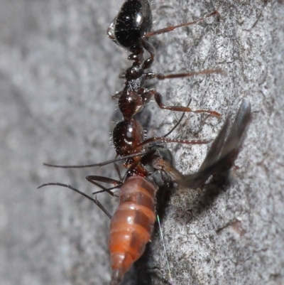 Myrmecorhynchus emeryi (Possum Ant) at Downer, ACT - 28 Aug 2020 by TimL