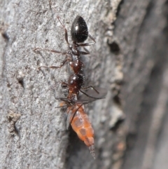 Myrmecorhynchus emeryi at Downer, ACT - 28 Aug 2020