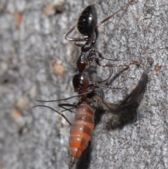 Myrmecorhynchus emeryi at Downer, ACT - 28 Aug 2020