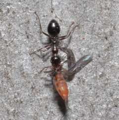 Myrmecorhynchus emeryi at Downer, ACT - 28 Aug 2020