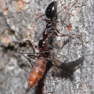 Myrmecorhynchus emeryi at Downer, ACT - 28 Aug 2020