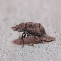 Stenocotis sp. (genus) (A Leafhopper) at Downer, ACT - 4 Sep 2020 by TimL