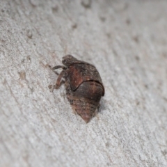 Stenocotis sp. (genus) at Downer, ACT - 4 Sep 2020 11:38 AM