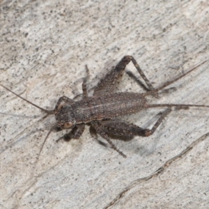 Eurepa marginipennis at Downer, ACT - 28 Aug 2020