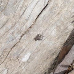 Eurepa marginipennis at Downer, ACT - 28 Aug 2020