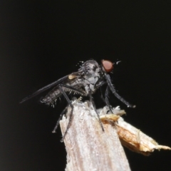 Empididae (family) (Dance fly) at Downer, ACT - 28 Aug 2020 by TimL