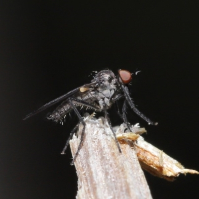 Empididae (family) (Dance fly) at Downer, ACT - 28 Aug 2020 by TimL