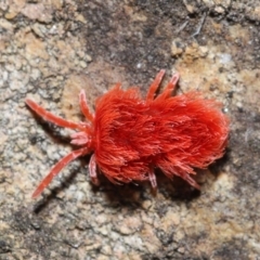 Trombidiidae (family) (Red velvet mite) at ANBG - 4 Sep 2020 by TimL