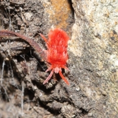 Trombidiidae (family) at Acton, ACT - 4 Sep 2020