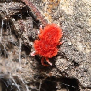 Trombidiidae (family) at Acton, ACT - 4 Sep 2020