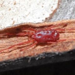 Rainbowia sp. (genus) (A mite) at ANBG - 4 Sep 2020 by TimL