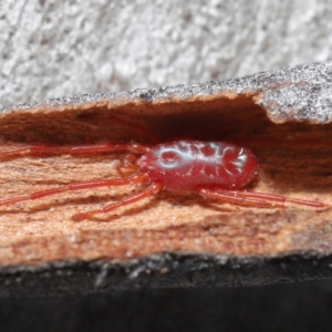 Rainbowia sp. (genus) at Downer, ACT - 4 Sep 2020