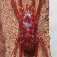 Rainbowia sp. (genus) at Downer, ACT - 4 Sep 2020