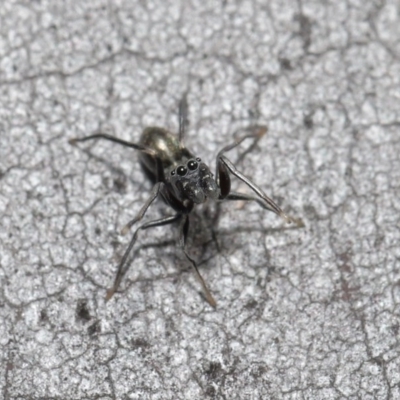 Myrmarachne erythrocephala (Ant-mimic jumping spider) at ANBG - 4 Sep 2020 by TimL