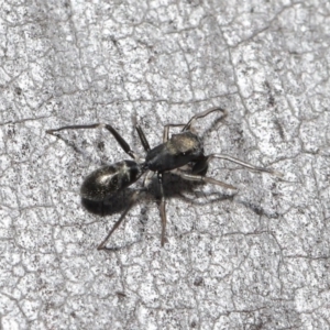 Myrmarachne erythrocephala at Downer, ACT - 4 Sep 2020