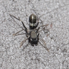 Myrmarachne erythrocephala at Downer, ACT - 4 Sep 2020