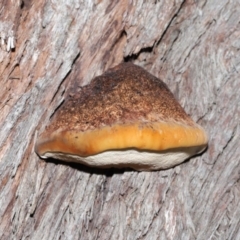 zz Polypore (shelf/hoof-like) at Acton, ACT - 4 Sep 2020 by TimL