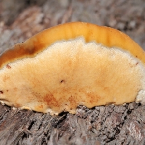 zz Polypore (shelf/hoof-like) at Acton, ACT - 4 Sep 2020