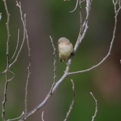 Smicrornis brevirostris (Weebill) at Wodonga, VIC - 5 Sep 2020 by Kyliegw