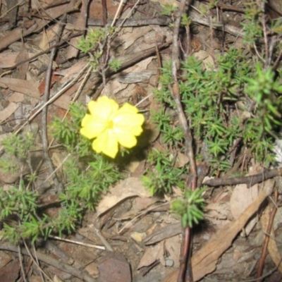 Hibbertia sp. (Guinea Flower) at Aranda, ACT - 5 Sep 2020 by dwise