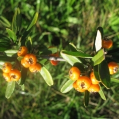 Pyracantha angustifolia at Cook, ACT - 5 Sep 2020 03:47 PM