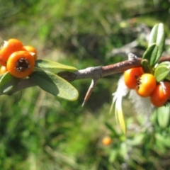 Pyracantha angustifolia at Cook, ACT - 5 Sep 2020