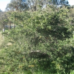 Pyracantha angustifolia at Cook, ACT - 5 Sep 2020 03:47 PM