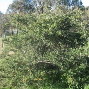 Pyracantha angustifolia at Cook, ACT - 5 Sep 2020