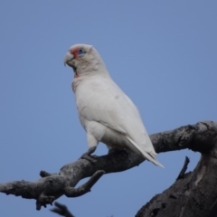 Cacatua tenuirostris (Long-billed Corella) at Mount Mugga Mugga - 3 Sep 2020 by Mike