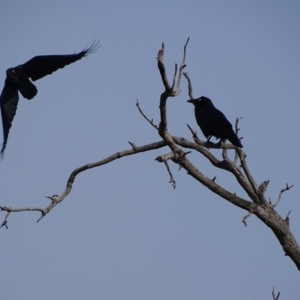 Corvus coronoides at O'Malley, ACT - 6 Sep 2020 08:02 AM