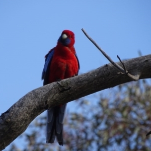 Platycercus elegans at O'Malley, ACT - 6 Sep 2020