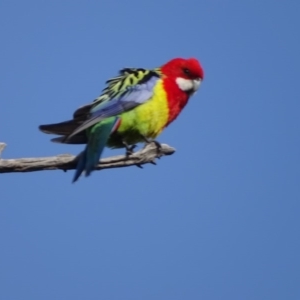 Platycercus eximius at O'Malley, ACT - 6 Sep 2020