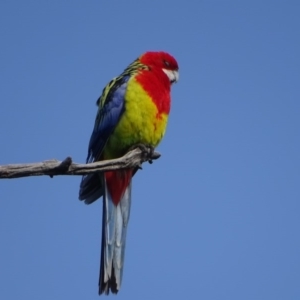 Platycercus eximius at O'Malley, ACT - 6 Sep 2020