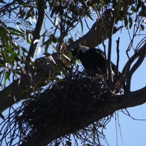 Gymnorhina tibicen at O'Malley, ACT - 6 Sep 2020