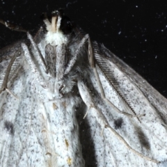 Nearcha aridaria (An Oenochromine moth) at Ainslie, ACT - 4 Sep 2020 by jb2602