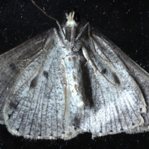 Nearcha aridaria at Ainslie, ACT - 4 Sep 2020