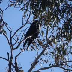 Callocephalon fimbriatum (Gang-gang Cockatoo) at O'Malley, ACT - 5 Sep 2020 by Mike