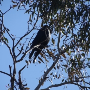 Callocephalon fimbriatum at O'Malley, ACT - 6 Sep 2020