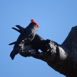 Callocephalon fimbriatum at O'Malley, ACT - 6 Sep 2020