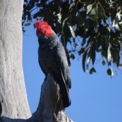 Callocephalon fimbriatum at O'Malley, ACT - 6 Sep 2020